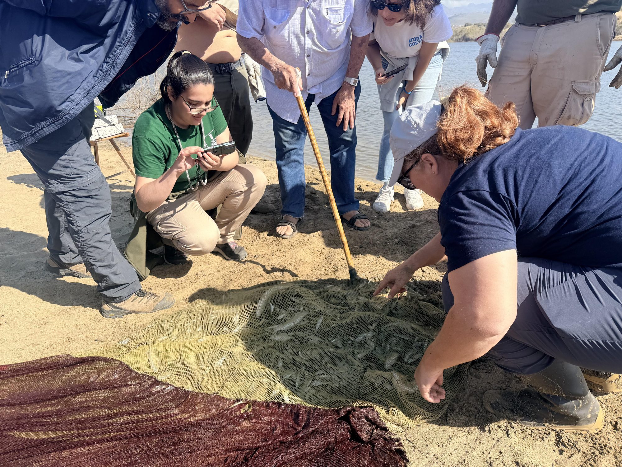 Técnicos del Cabildo de Gran Canaria aplican la técnica del chinchorro.