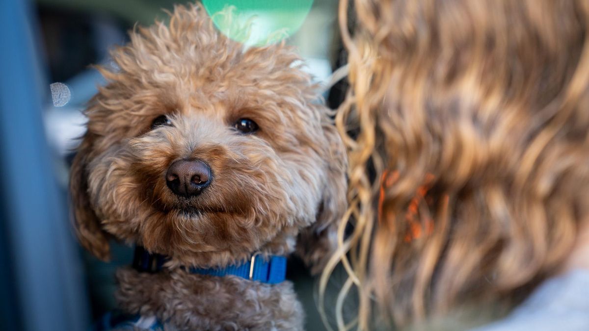 Final feliz para JetBlue, la perra a la que abandonaron en un aeropuerto y que ha sido adoptado por un policía