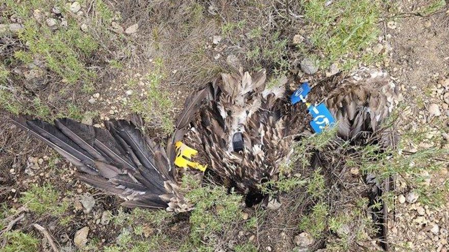 Muere golpeado por un aerogenerador el único quebrantahuesos que quedaba en Teruel