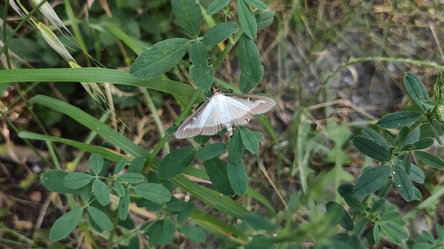 Navarra sufre una "explosión" de polilla del boj, especie invasora y "muy dañina" con el medio natural