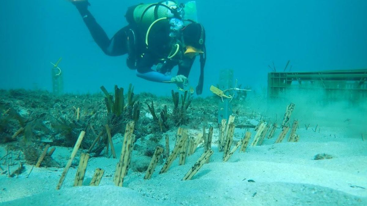 Proyecto de restauración del ecosistema marino