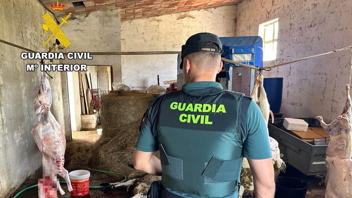 La Guardia Civil desmantela dos mataderos ilegales de corderos en Las Merindades, en Burgos