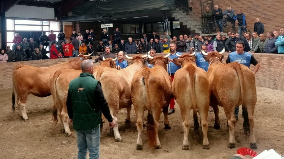 Muchísima expectación, ejemplares y público, en la feria de Asturiana de los Valles de Villablino.