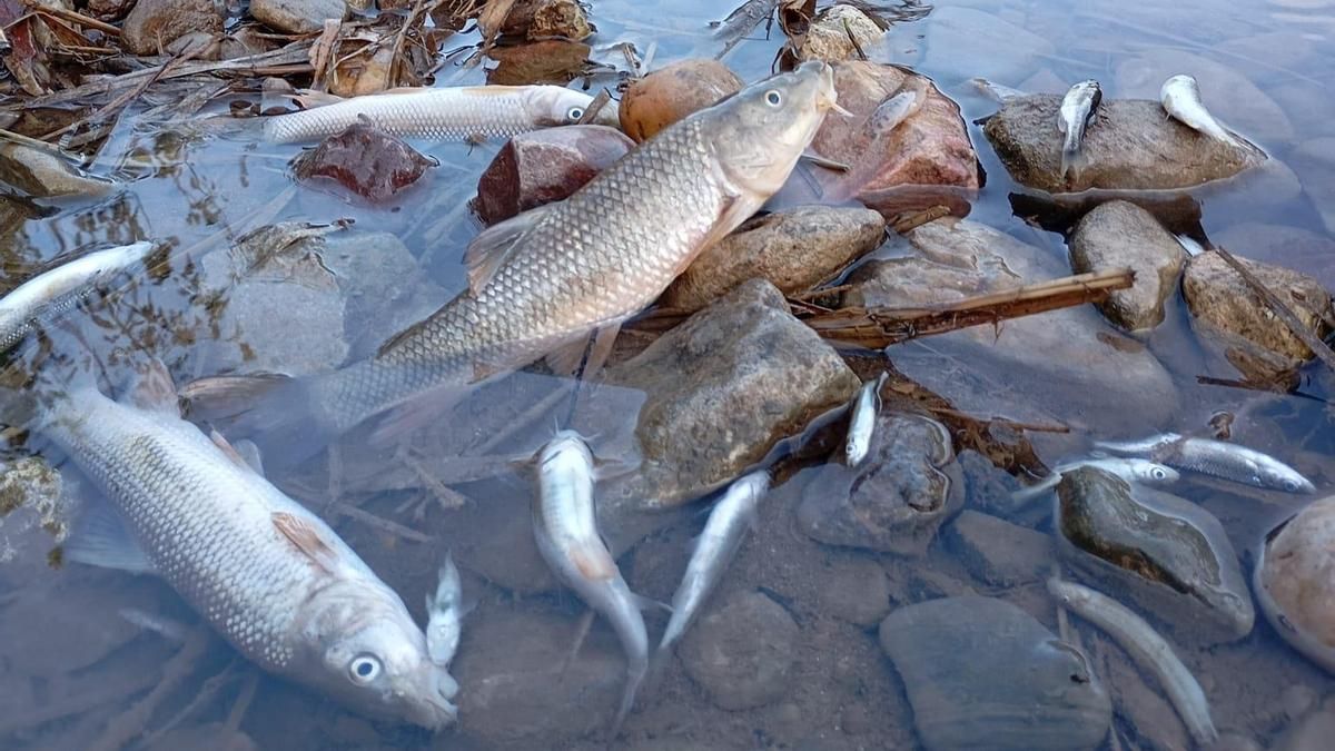 Peces muertos en el arroyo Pedroche.