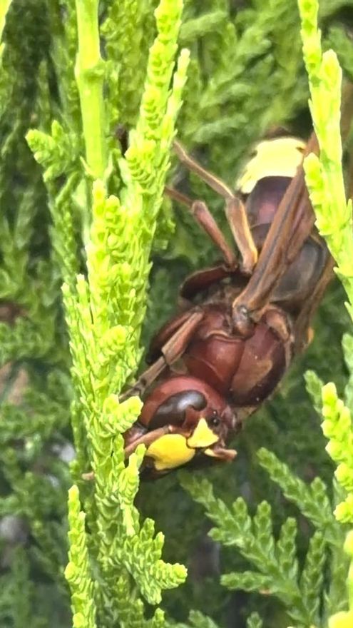 Vespa orientalis Platycladus