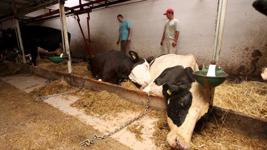 Al menos 150 kilos de carne de vacas enfermas fueron vendidas en Francia