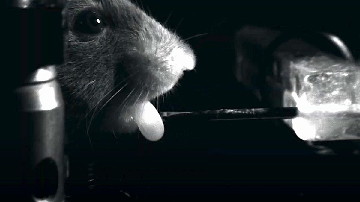 Uno de los ratones, durante los experimentos
