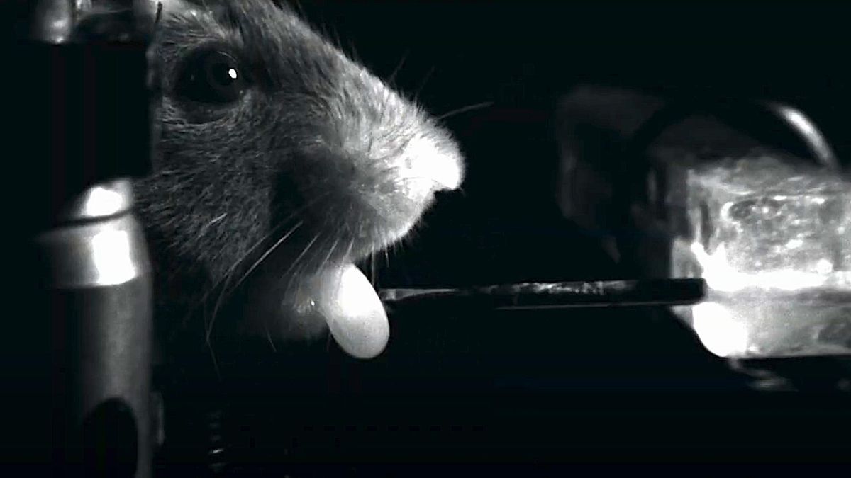 Científicos logran ‘leer’ el pensamiento de ratones a partir de sus gestos y advierten: “Hay que proteger la privacidad mental”