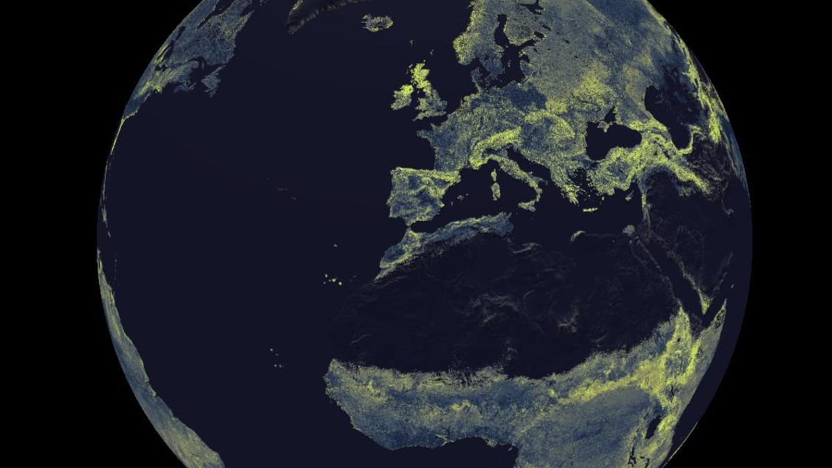 El mapa de la red subterránea de hongos que recorre el mundo y permite la vida en la Tierra
