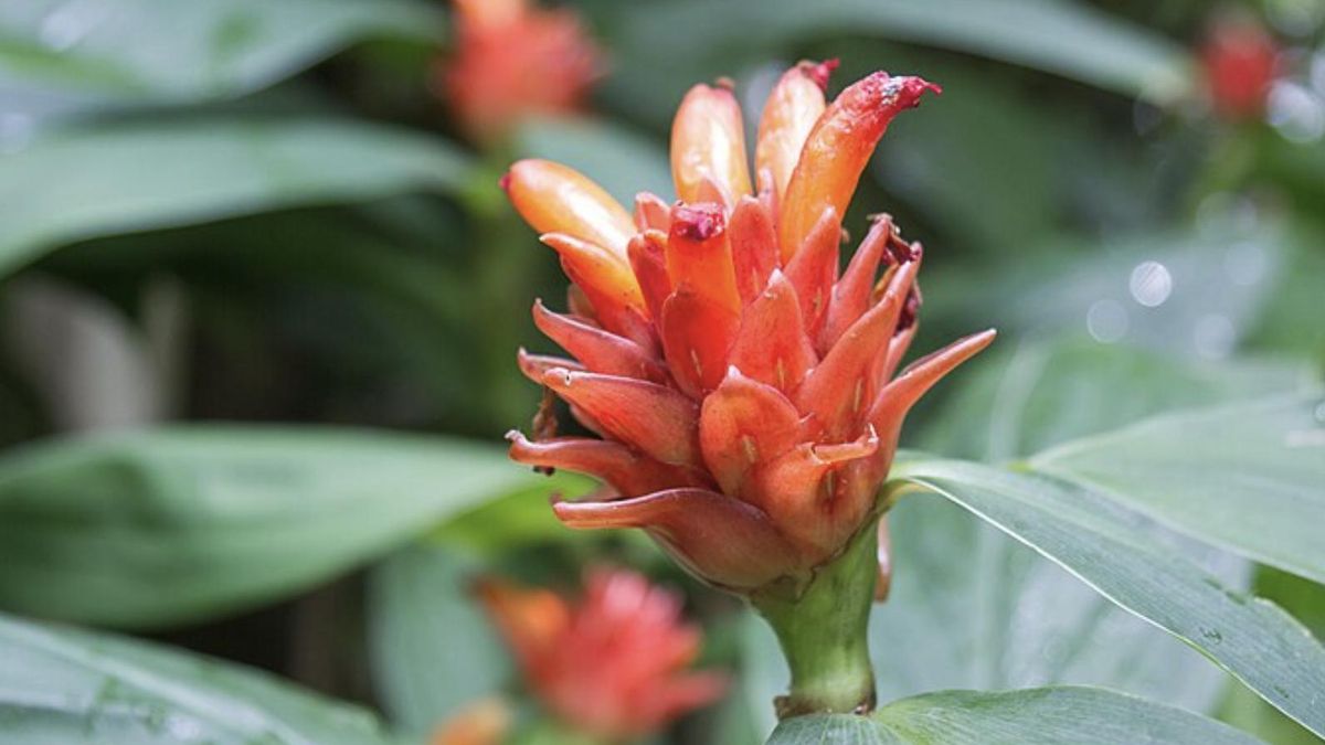 El equipo comparó plantas de bosques bajos y montañosos mediante observaciones, mediciones del polen transportado y traslados entre distintos niveles de altitud en Costa Rica