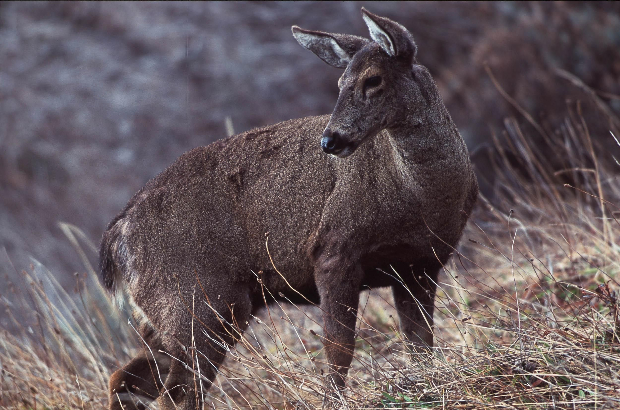 El huemul habita en la Patagonia. Los rescatistas explican que ahora escapa de los incendios y que pueden llegar heridos a zonas pobladas.