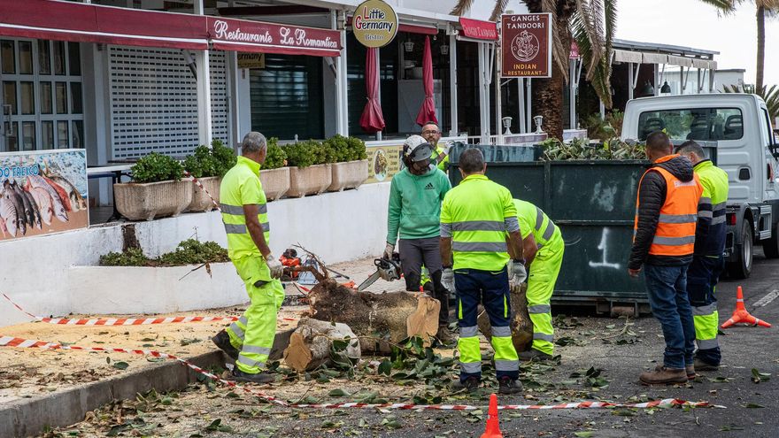 Caída de ramas en Adeje por la borrasca Therese.