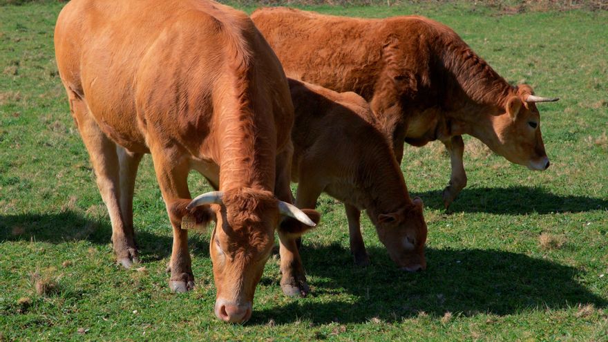 Castilla y León mantiene los 'indultos' vinculados a la tuberculosis bovina pese al aumento de casos