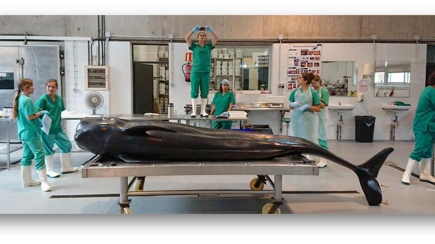 Canarias, 'punto negro' para los cetáceos: entre 50 y 60 varamientos al año