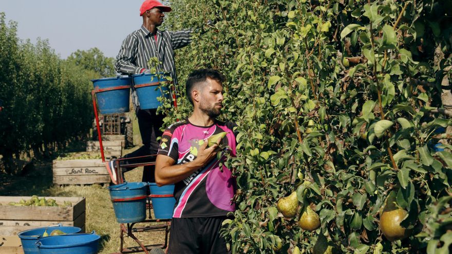 Los Comuns y la CUP reclaman más inspecciones tras la muerte de un jornalero en Lleida en plena ola de calor