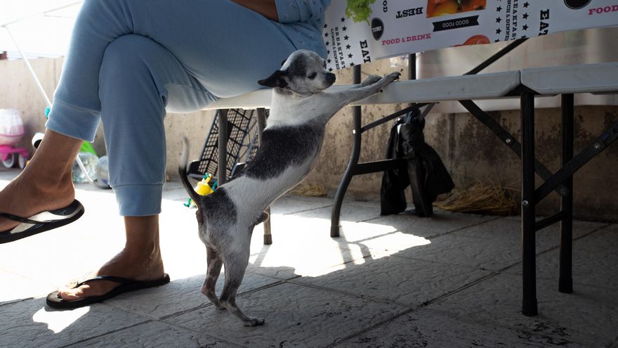 Rosa (nombre ficticio) junto a su perro en una caravana de Los Llanos de Aridane