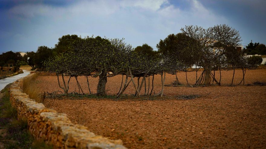 La grave sequía de Formentera: el año en que "la isla del trigo" perdió su cosecha