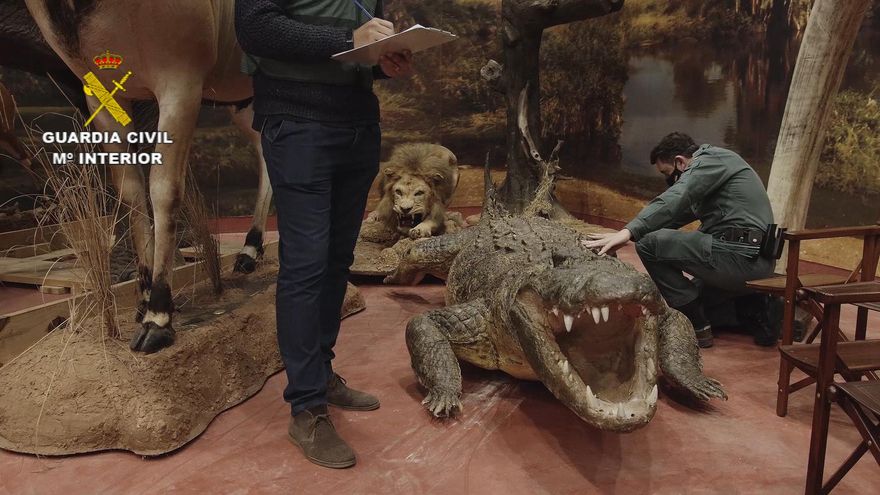 Agentes de la Guardia Civil y técnicos documentan los especímenes incautados.