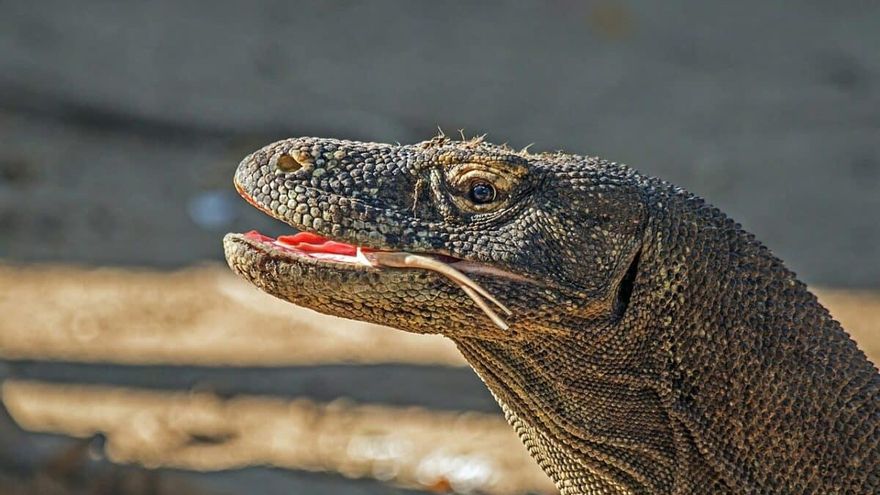 La naturaleza sorprende otra vez: los dragones de Komodo llevan hierro en la boca y los científicos están asombrados