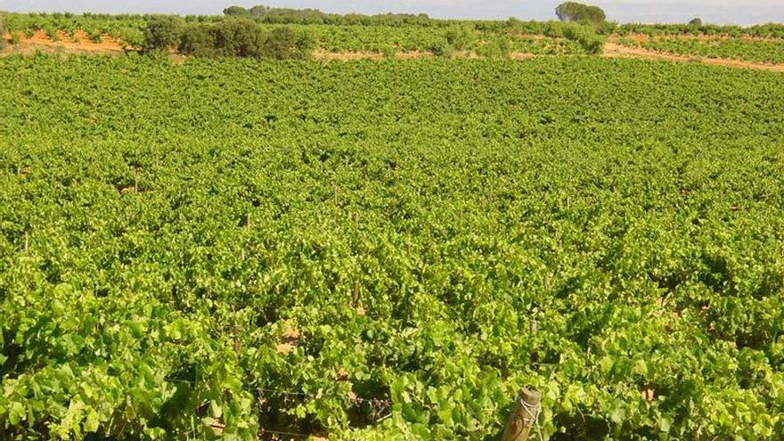 La DO Manchuela tacha de poco "integradora" la idea del Gobierno de Castilla-La Mancha al declarar el Día de la Uva Airén