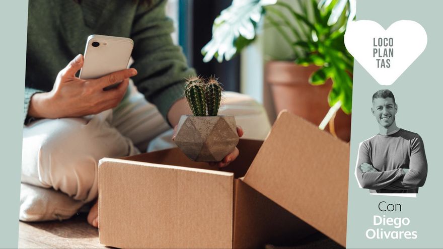 ¿Vas a regalar plantas? Cinco tipos y accesorios que son un acierto según un experto en jardinería