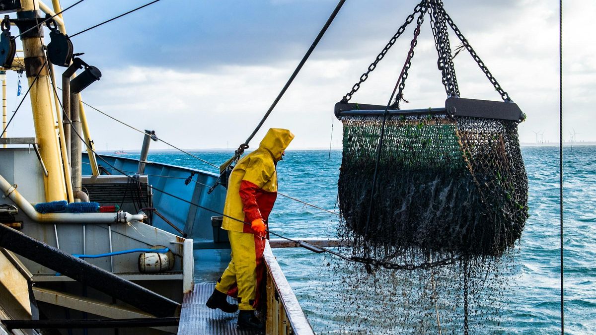 Esta es la curiosa superstición que "prohíbe" subir este animal a bordo de cualquier barco y ni siquiera pronunciarlo