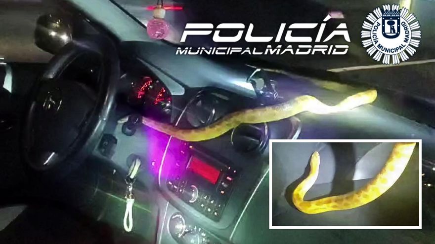 Una mujer encuentra una serpiente en el salpicadero de su coche cuando circulaba por la A-4 en Madrid