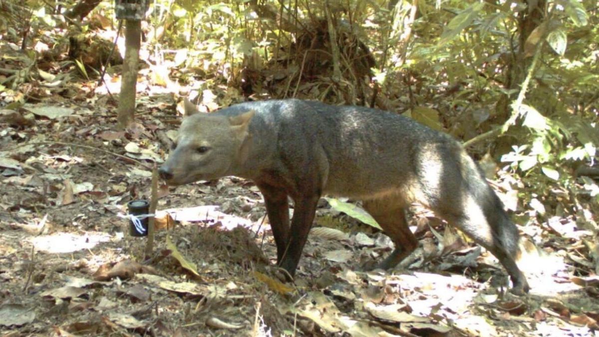 El 'perro fantasma' del Amazonas ya no se esconde: las cámaras trampa lo ponen cara