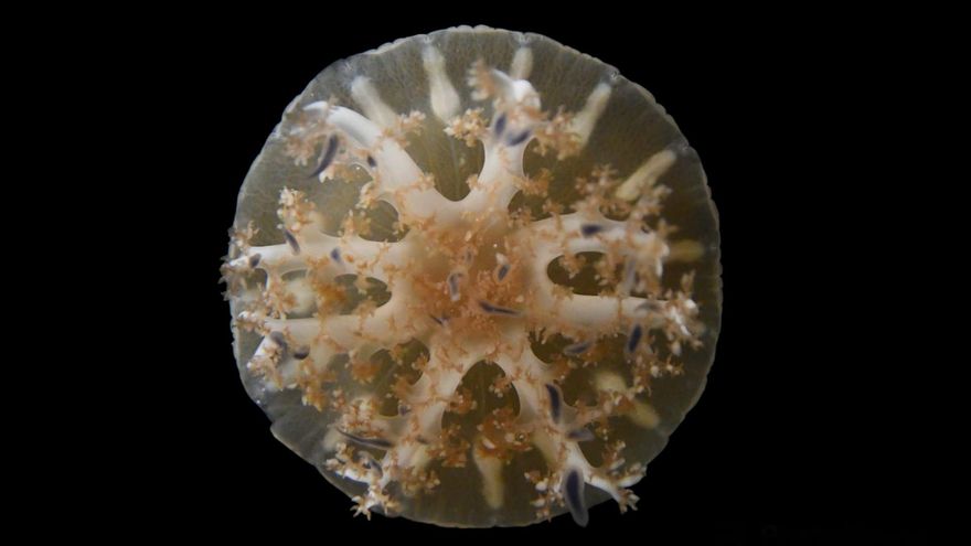 Las medusas y anémonas tiene patrones de sueños similares a los humanos