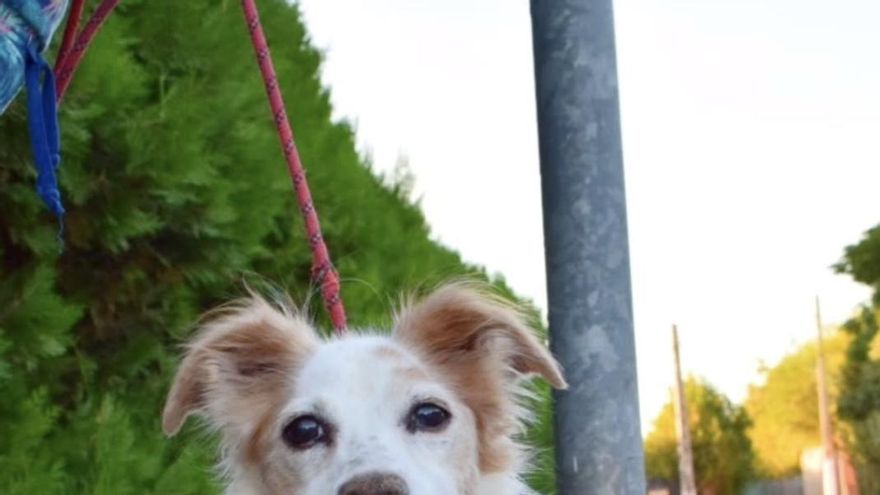 El renacer de Lyz, la perrita que vivía hacinada entre perros y que ahora busca una familia