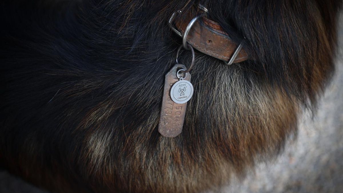 La placa de l’ADN caní duu un codi QR al revers perquè els tècnics municipals puguin conèixer les dades del ca