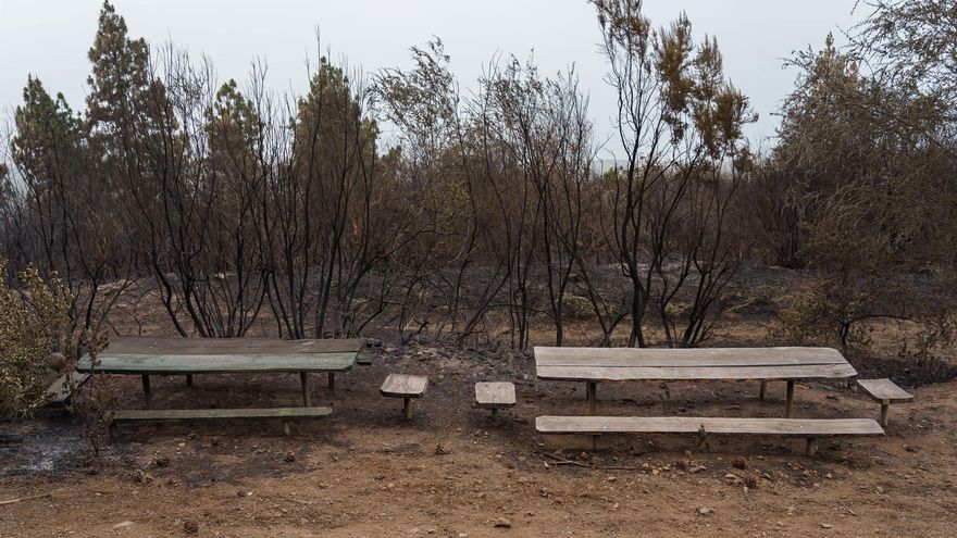 Zona forestal situada en el municipio de Los Realejos quemada por el incendio que afecta al norte de Tenerife