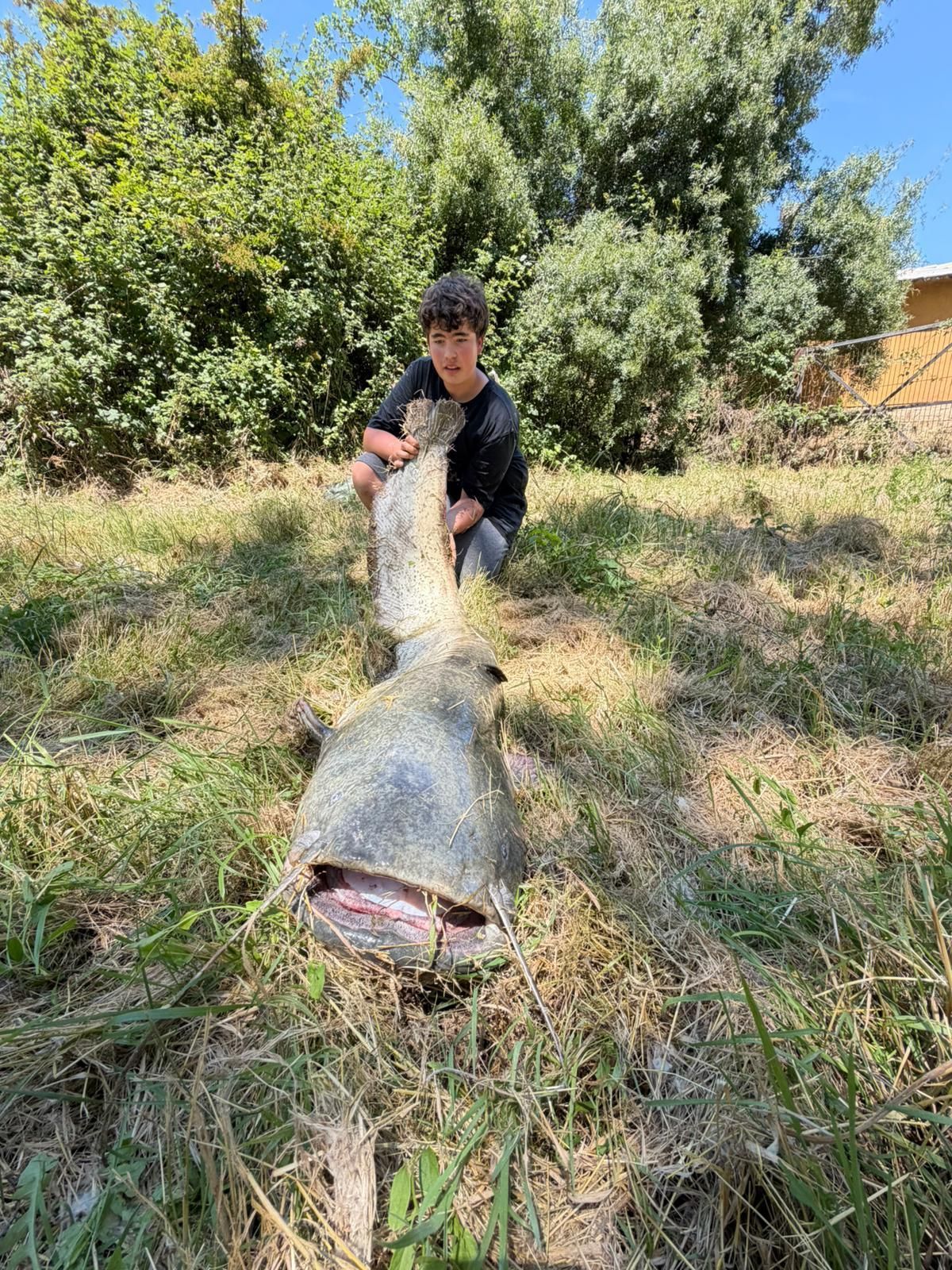 Siluro de 65 kilos pescado en el río Ebro