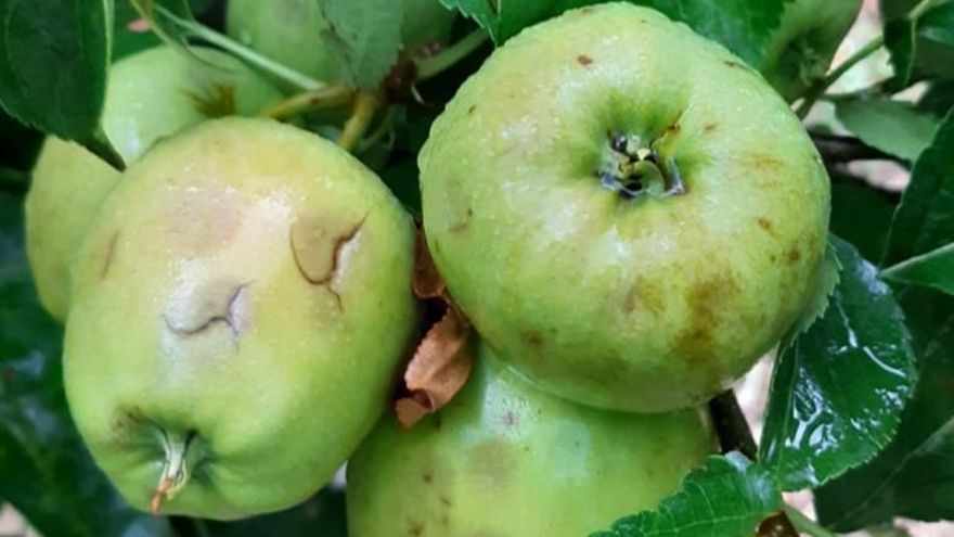 Manzanas dañadas por el pedrisco