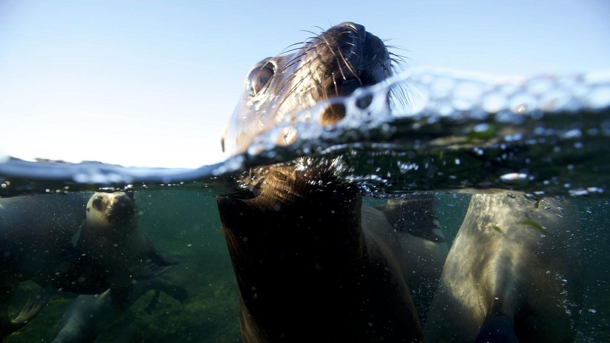 Lobos marinos en el golfo San Matías. Según expertos, los proyectos de GNL podrían aumentar las colisiones entre barcos y especies como esta.