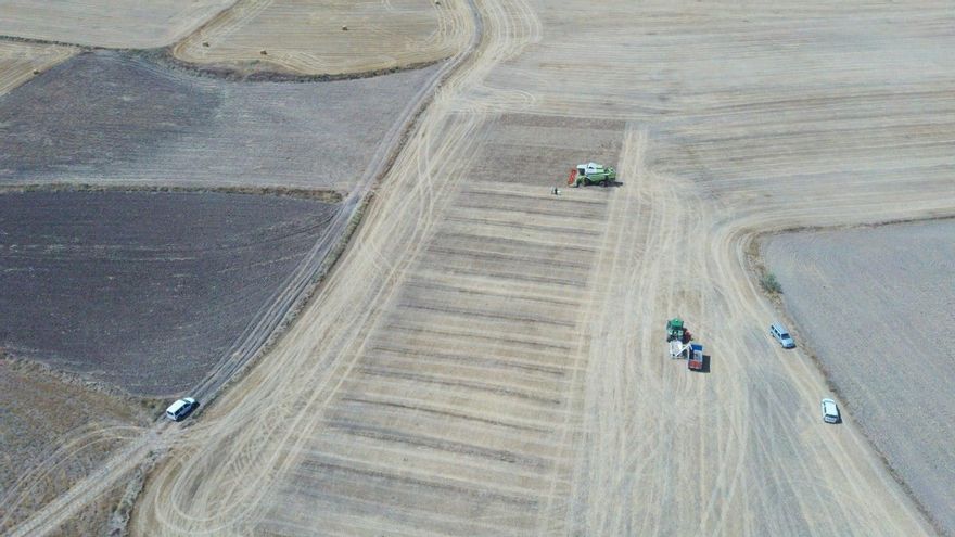 La superficie total ocupada por el cultivo del cereal ecológico en Aragón supera las 22.000 hectáreas