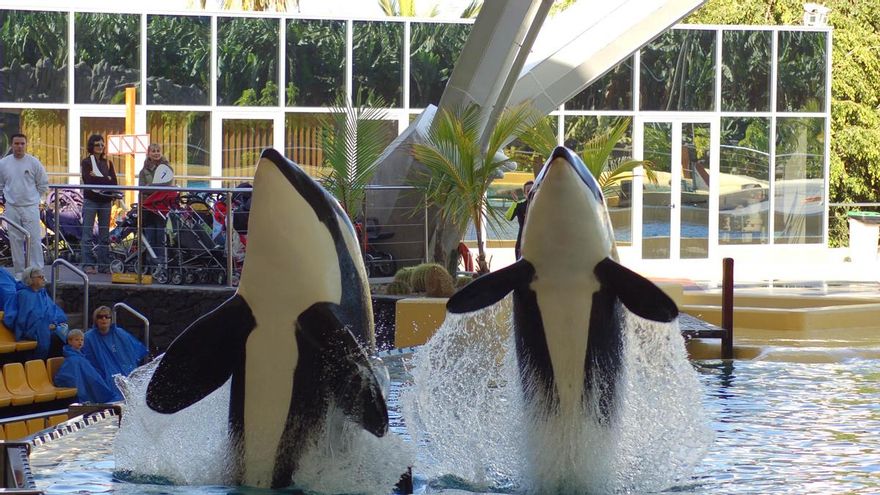 Traslado inminente de las dos orcas de Marineland a Loro Parque pese a los informes desfavorables de la autoridad científica española