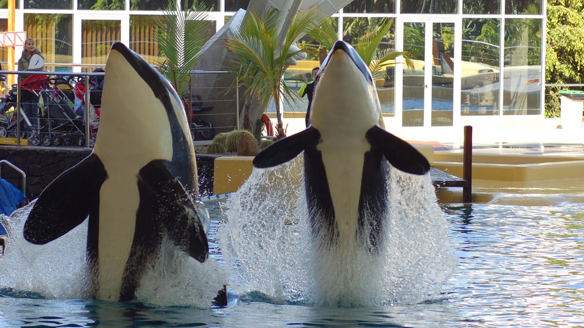 Traslado inminente de las dos orcas de Marineland a Loro Parque pese a los informes desfavorables de la autoridad científica española