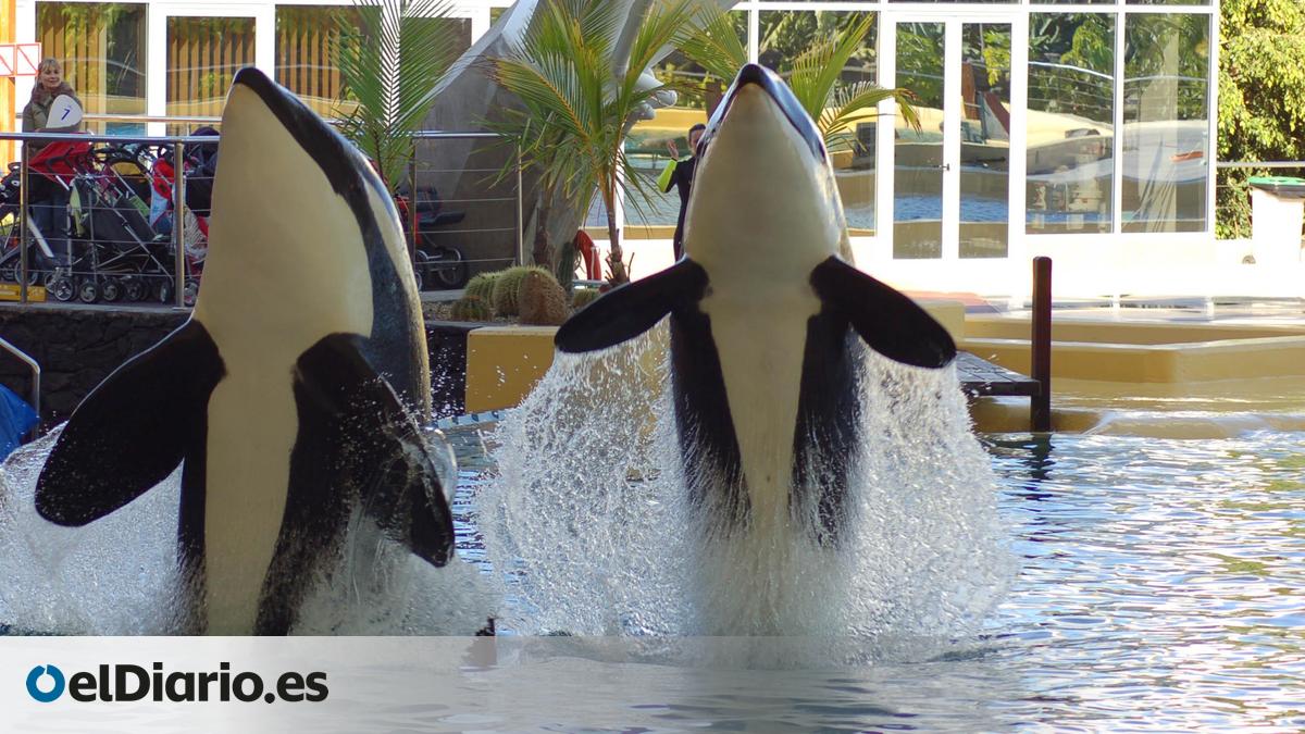 Traslado inminente de las dos orcas de Marineland a Loro Parque pese a los informes desfavorables de la autoridad científica española