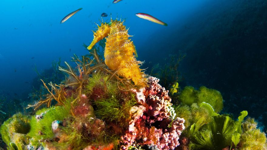 El caballito de mar, un tesoro que sobrevive en el litoral balear pese a la presión humana