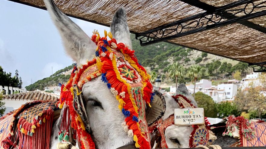 El turismo con animales en España: un “reino de taifas” sin garantías de bienestar animal