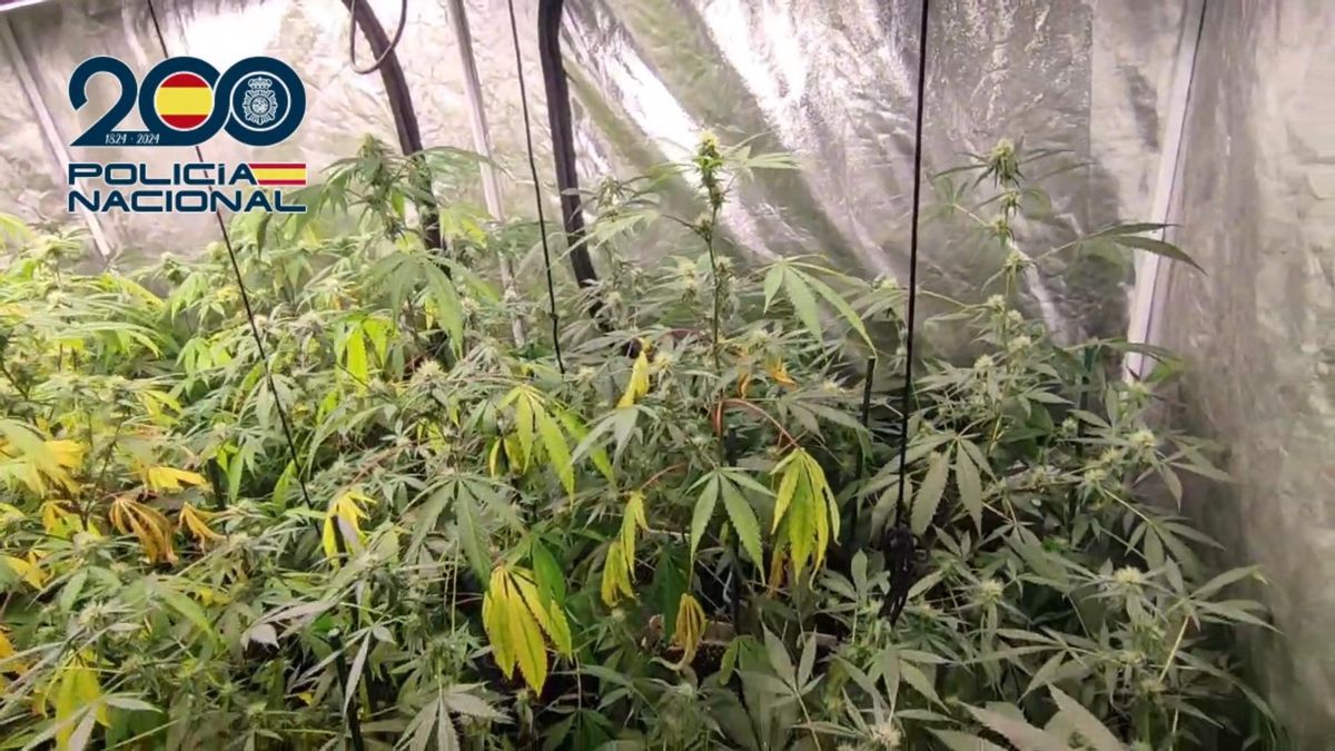 Desmantelan una plantación de marihuana con 548 plantas en un chalet de lujo en Castro Urdiales