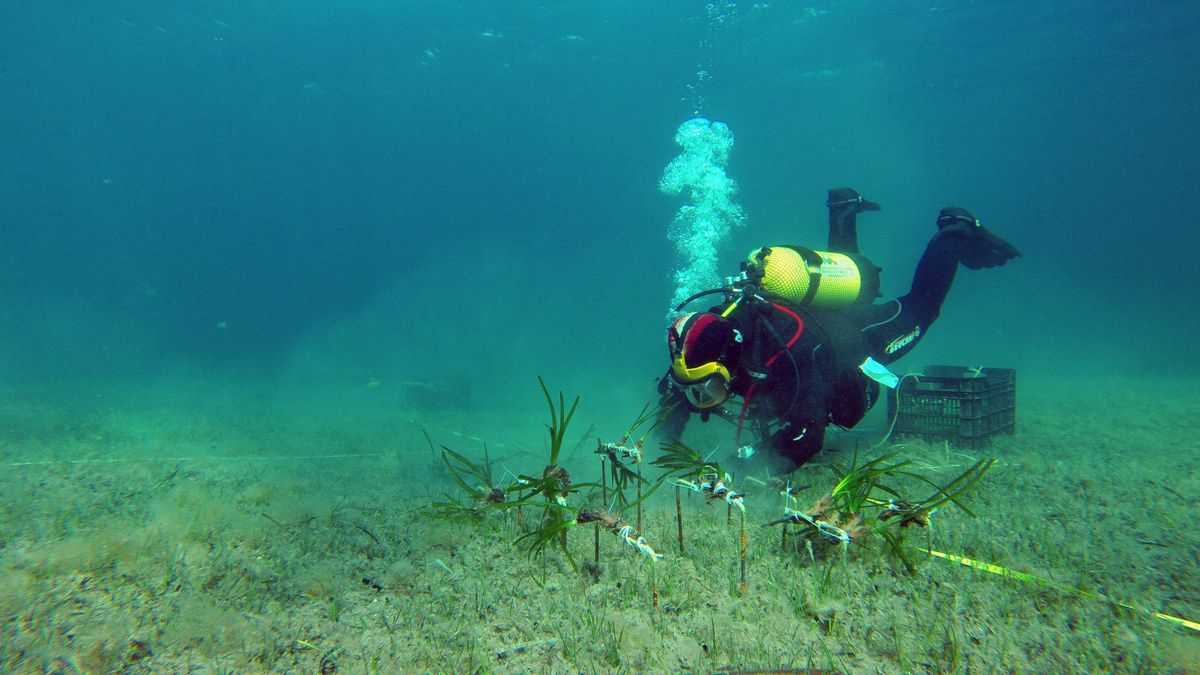 Praderas de posidonia del Bosque Marino de Redeia en la Bahía de Pollença (Mallorca).