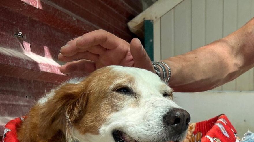 La enésima despedida de Chispa, la perrita que busca una familia definitiva