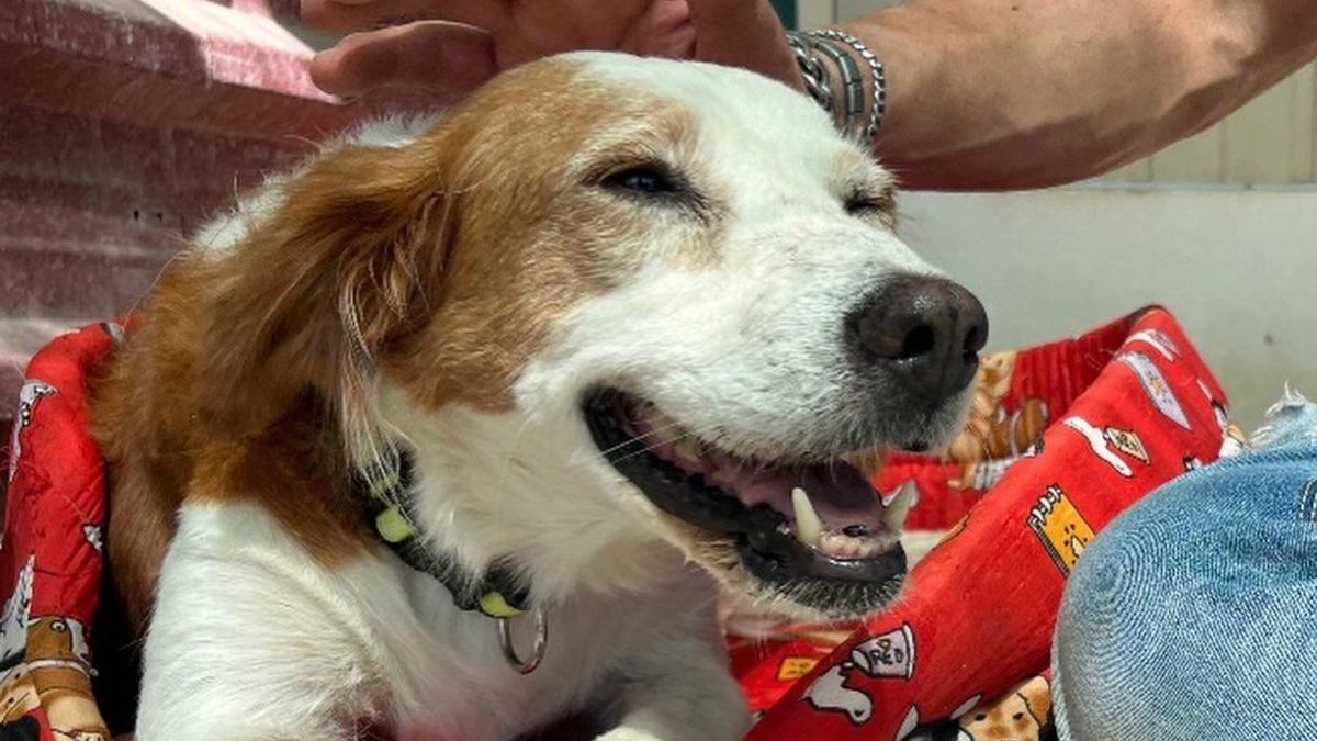 La enésima despedida de Chispa, la perrita que busca una familia definitiva