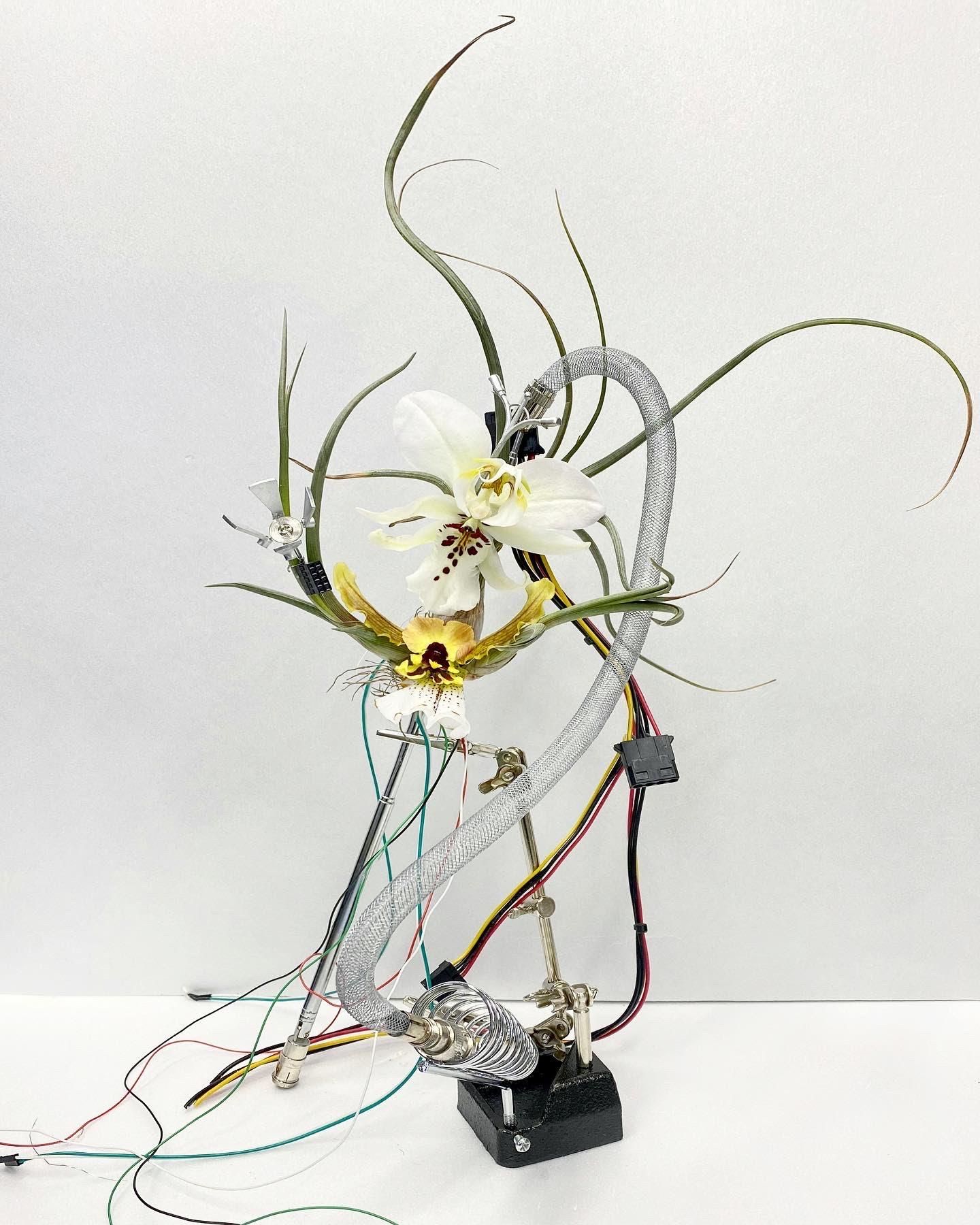 Las ‘plantas alienígenas de Ha I I Hwa.n