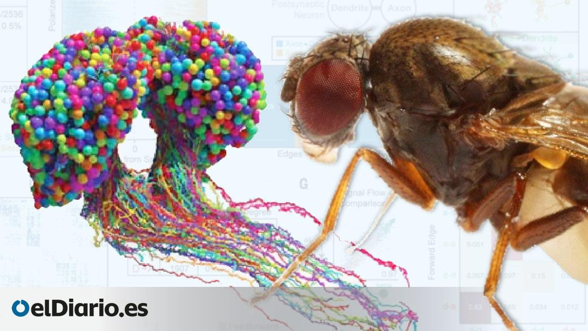 Completado el primer mapa del cerebro de un insecto y sus conexiones ...