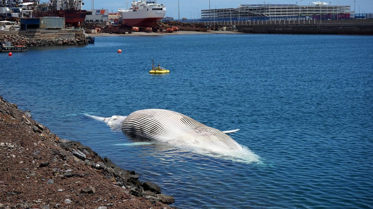 Ballena de grandes dimensiones que apareció sin vida cerca de Gran Canaria.