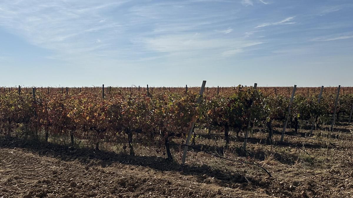 Replantación de viñedo de negro saurí en Melgar de Abajo.