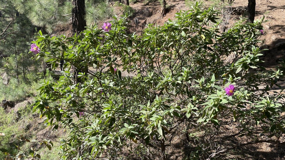 Amagantes, en plena floración, en el entorno del Pico Bejenao (El Paso).